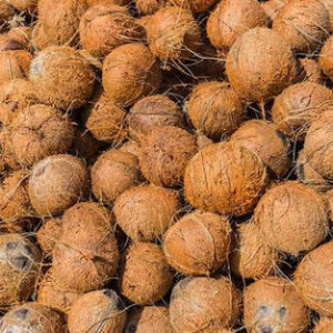 Coconut Shell